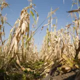 Guvernul a aprobat corectarea formulei ajutorului pentru seceta din 2025. Procentul pagubei se aplica de două ori